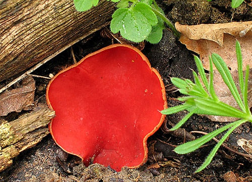 ohnivec šarlátový / ohnivec šarlatový