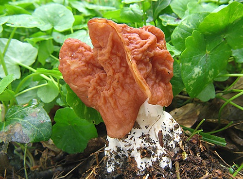 ušiak zväzkovitý / ucháč svazčitý