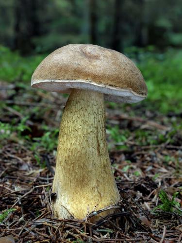 podhríb žlčový / hřib žlučník