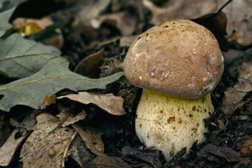 hríb príveskatý / hřib přívěstkatý