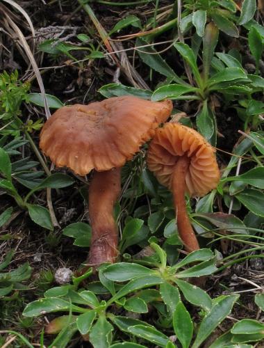 lakovka obyčajná / lakovka obecná