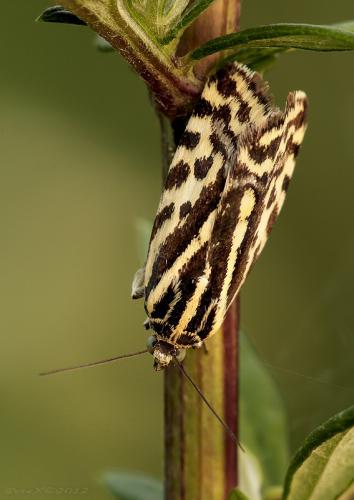 morička pupencová