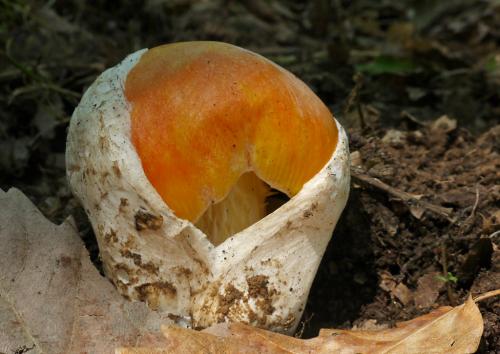 muchotrávka cisárska / muchomůrka císařka