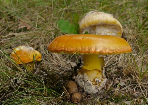 muchotrávka cisárska / muchomůrka císařka