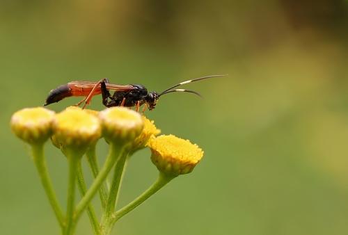 Ichneumonidae sp.