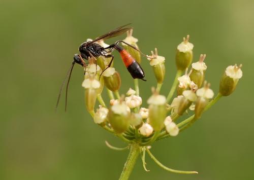 Ichneumonidae sp.