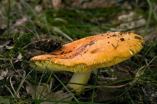 muchotrávka cisárska / muchomůrka císařka