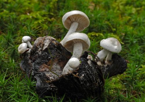 príživnica prášnicovitá / rovetka pýchavkovitá