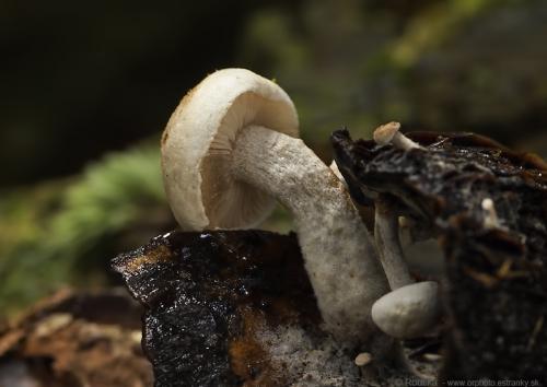 príživnica prášnicovitá / rovetka pýchavkovitá