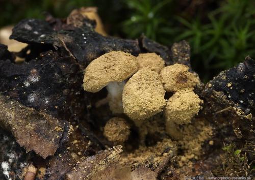 príživnica prášnicovitá / rovetka pýchavkovitá