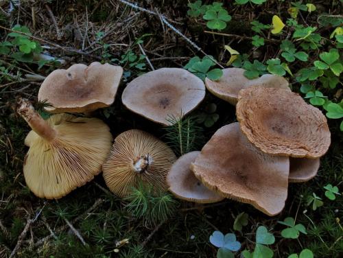 rýdzik cigóriový / ryzec hnědý