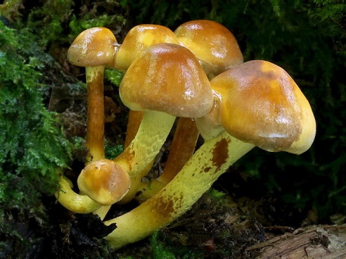 strapcovka zväzkovitá / třepenitka svazčitá