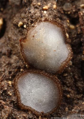 trichoféa / bělokosmatka osmahlá