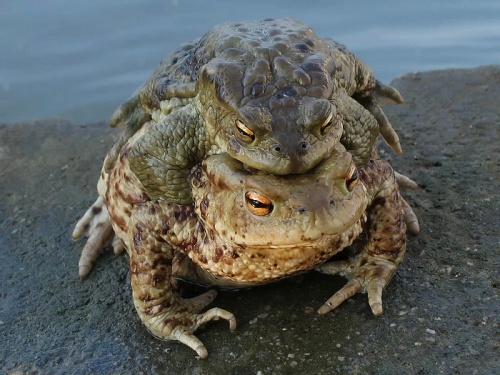 ropucha bradavičnatá