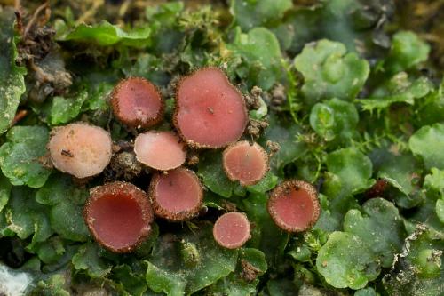 štítovnička inovaťová