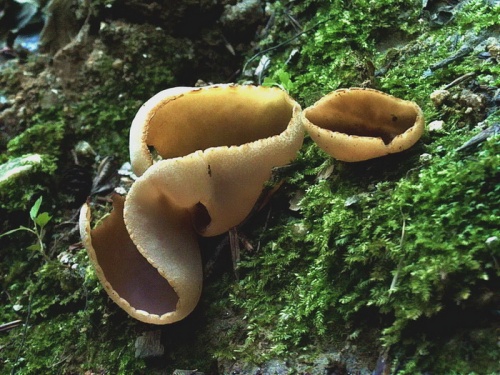 čiaška poprehýbaná / řasnatka zprohýbaná