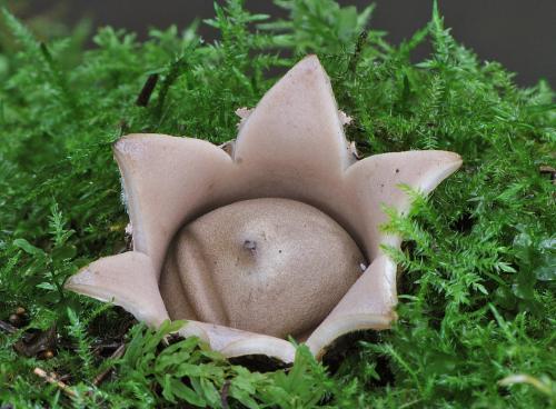 hviezdovka strapkatá / hvězdovka brvitá