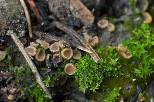 pahrobnička ponorená