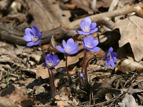 Pečeňovník trojlaločný