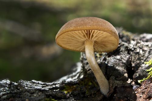 smeťovička veľká