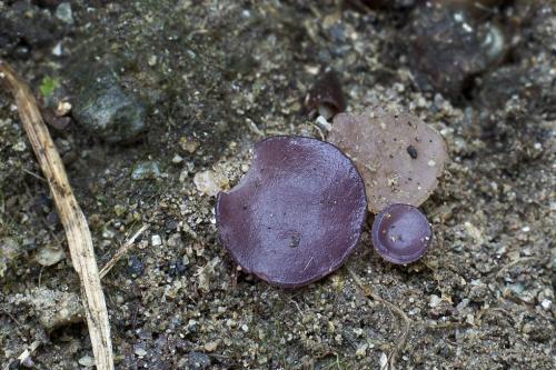 marceleina Georgeova