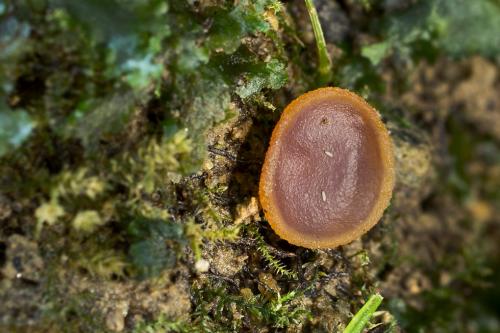 čiaška / řasnatka Micheliho