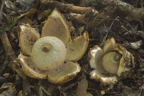 hviezdovka Berkeleyova / hvězdovka Berkeleyova