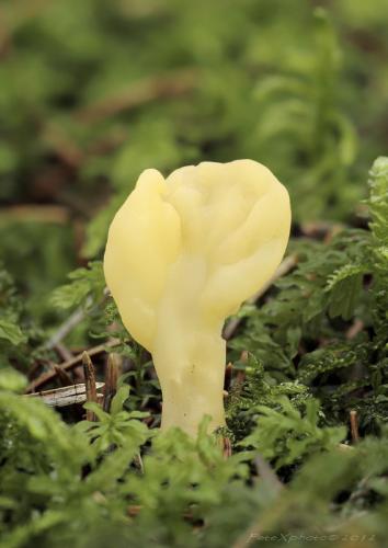 lopatička žltkastá / lopatička kyjovitá