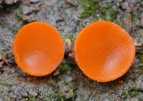 tanierovka oranžová / mísenka oranžová