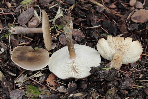 tmavuľka ryhovaná / tmavobělka rýhonohá