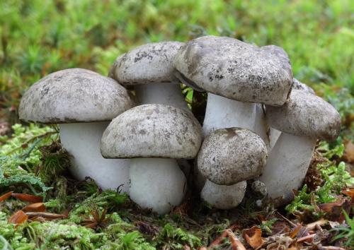 strmulec nakopený / líha nahloučená