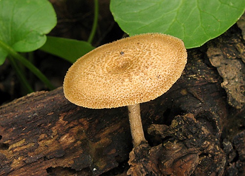 trúdnik plástovitý / choroš plástvový