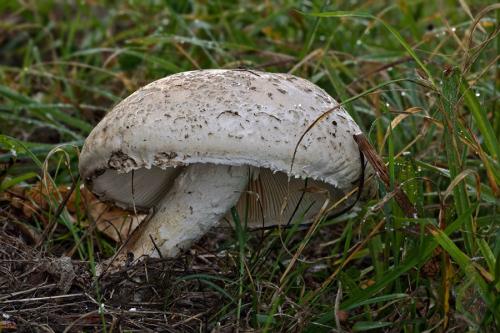 muchotrávka šiškovitá / muchomůrka šiškovitá