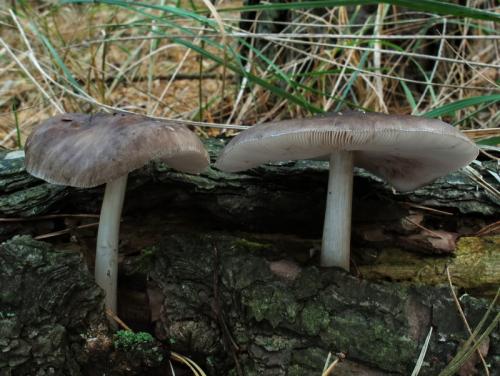 štítovka Pouzarova / štítovka Pouzarova