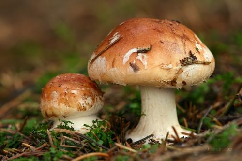 bielopavučinovec hľuznatý / bělopavučinec hlíznatý