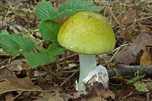 muchotrávka zelená / muchomůrka zelená
