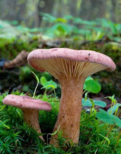 rýdzik fialovkastý / ryzec lilákový