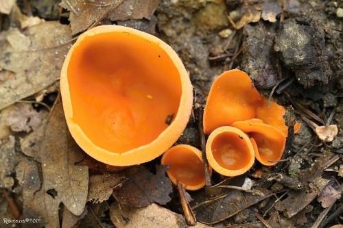 tanierovka oranžová / mísenka oranžová