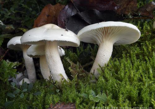 šťavnačka brezová