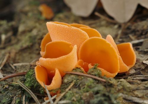 tanierovka oranžová / mísenka oranžová