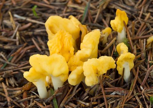 lopatička žltkastá / lopatička kyjovitá