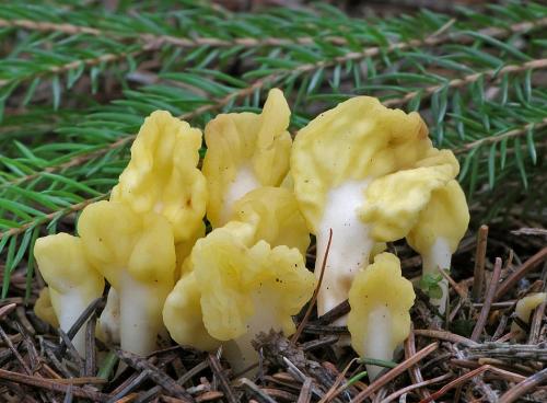 lopatička žltkastá / lopatička kyjovitá