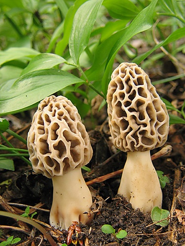 smrčok jedlý / smrž obecný