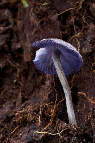 hodvábnica fialovomodrá / závojenka modrá