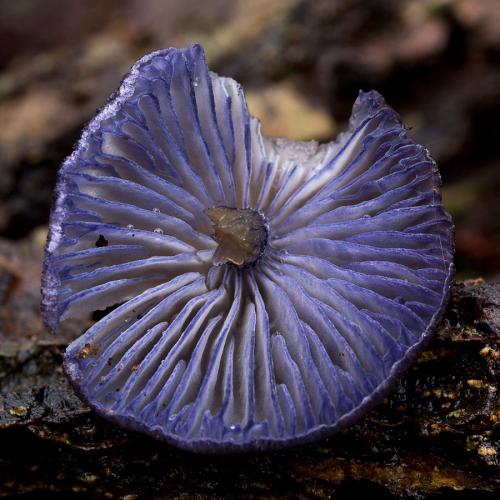 hodvábnica fialovomodrá / závojenka modrá