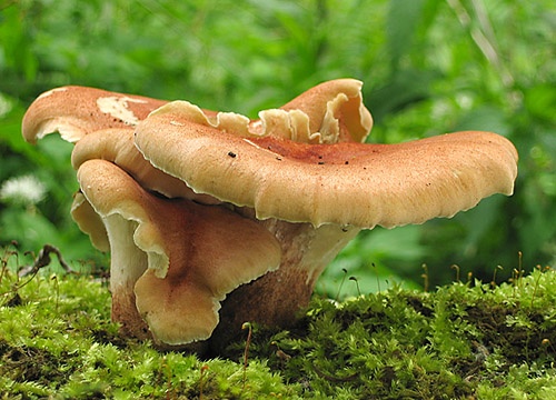 húževnatec pohárovitý / houževnatec pohárovitý