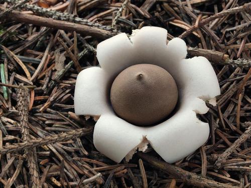 hviezdovka strapkatá / hvězdovka brvitá