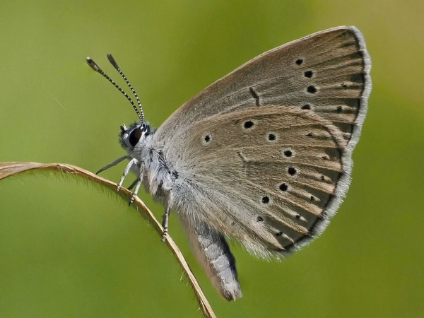 modráčik krvavcový