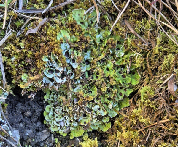 solorína vreckovitá / terčoplodek vakovitý / Chocolate chip lichen