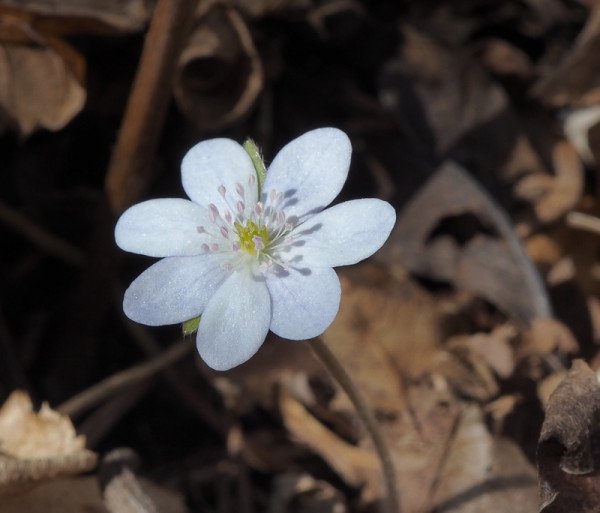 pečeňovník trojlaločný